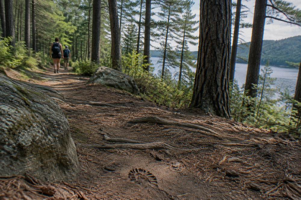 Forest trail with tall pines near the shore of Deep Creek Lake